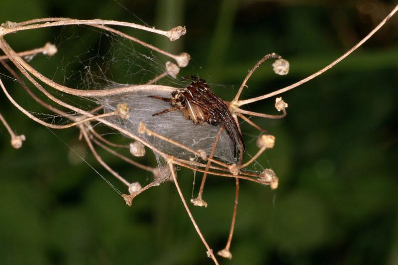 Larinioides_cornutus_D5050_Z_88_Les Gris_Frankrijk.jpg